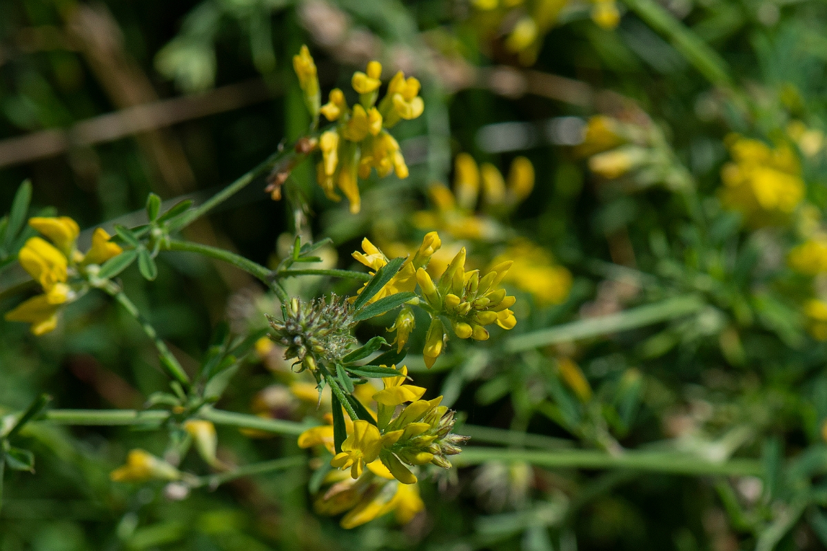 David Plant Photography - Wildlife Photography - Sickle medick - C.JPG - Sickle medick, Medicago sativa ssp. falcata - Norfolk