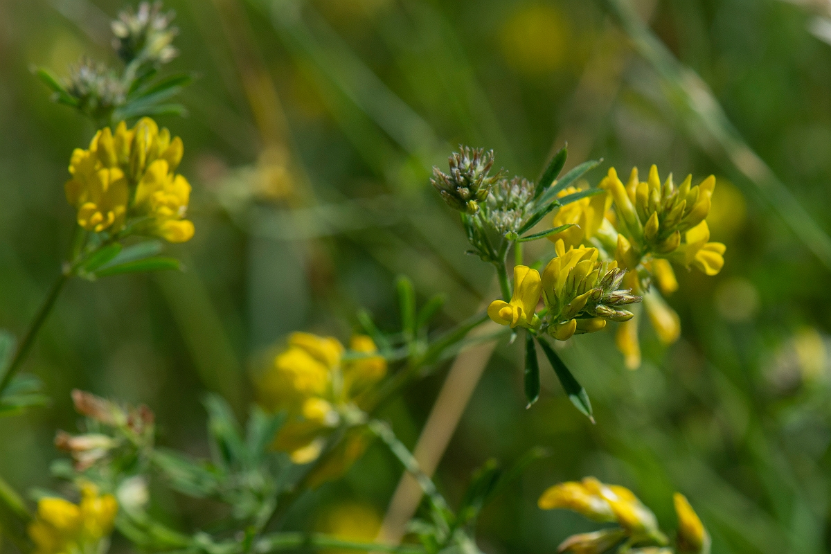 David Plant Photography - Wildlife Photography - Sickle medick - D.JPG - Sickle medick, Medicago sativa ssp. falcata - Norfolk