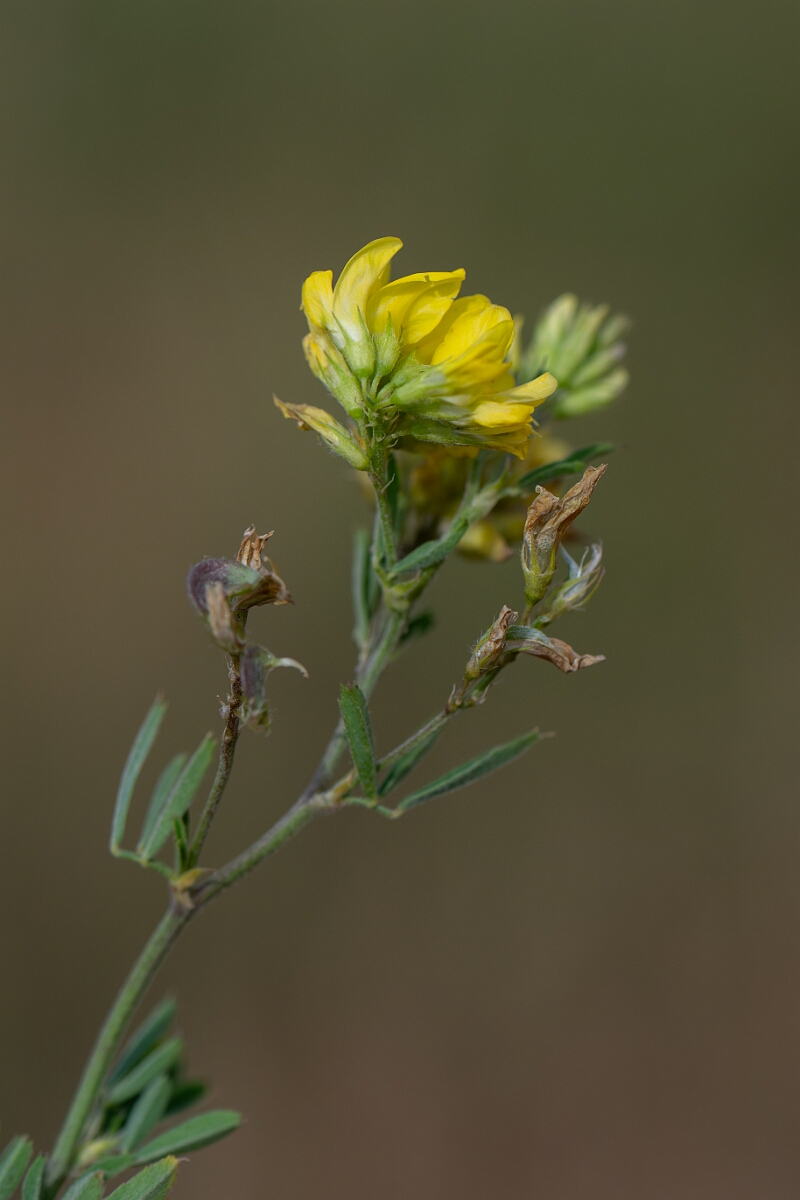 David Plant Photography - Wildlife Photography - Sickle medick - E.jpg - Sickle medick, flowers - Suffolk