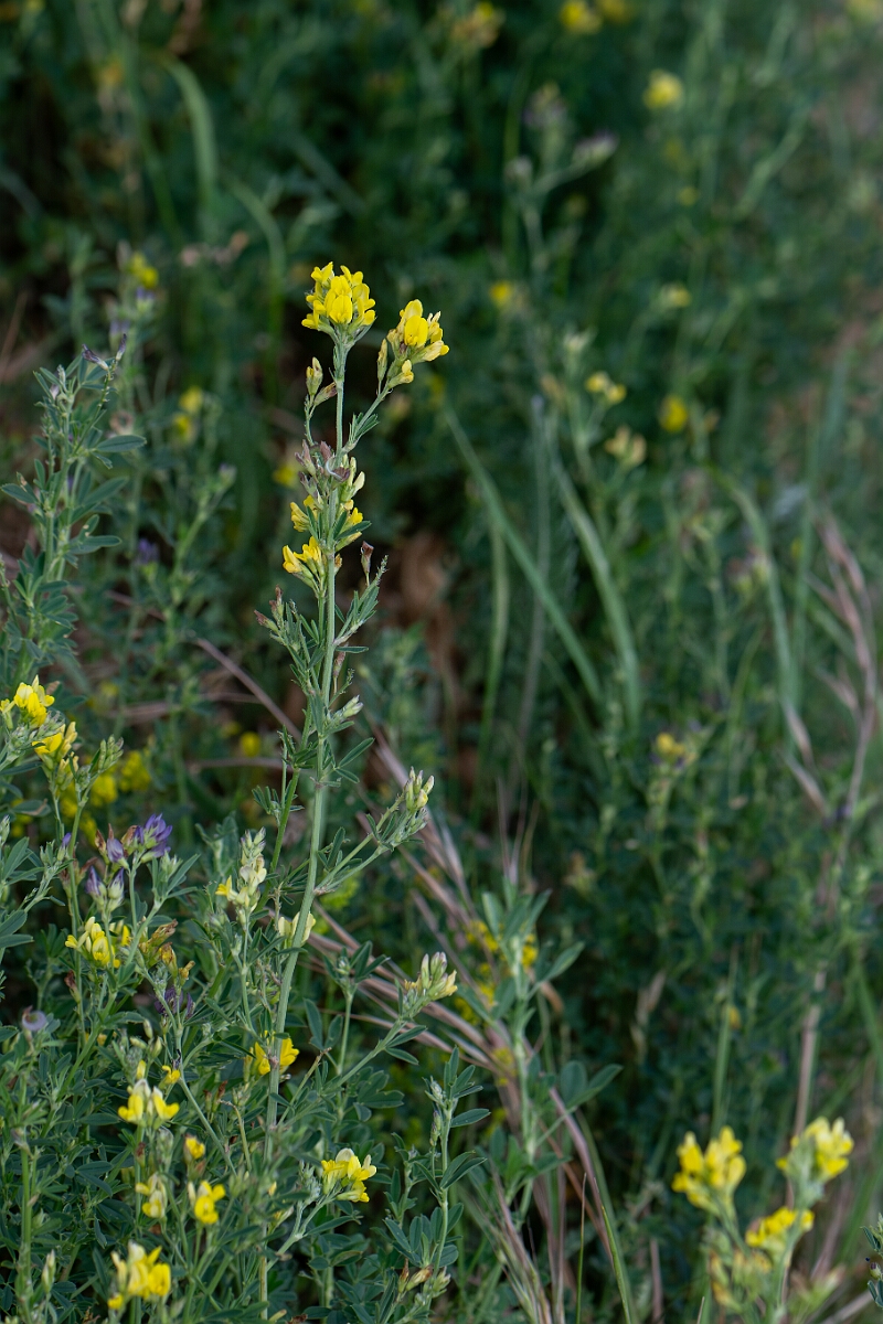 David Plant Photography - Wildlife Photography - Sickle medick - G.jpg - Sickle medick - Suffolk