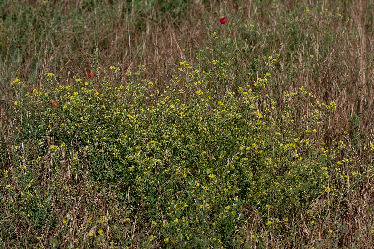 David Plant Photography - Wildlife Photography - Sickle medick - I.jpg - Sickle medick, plant - Suffolk
