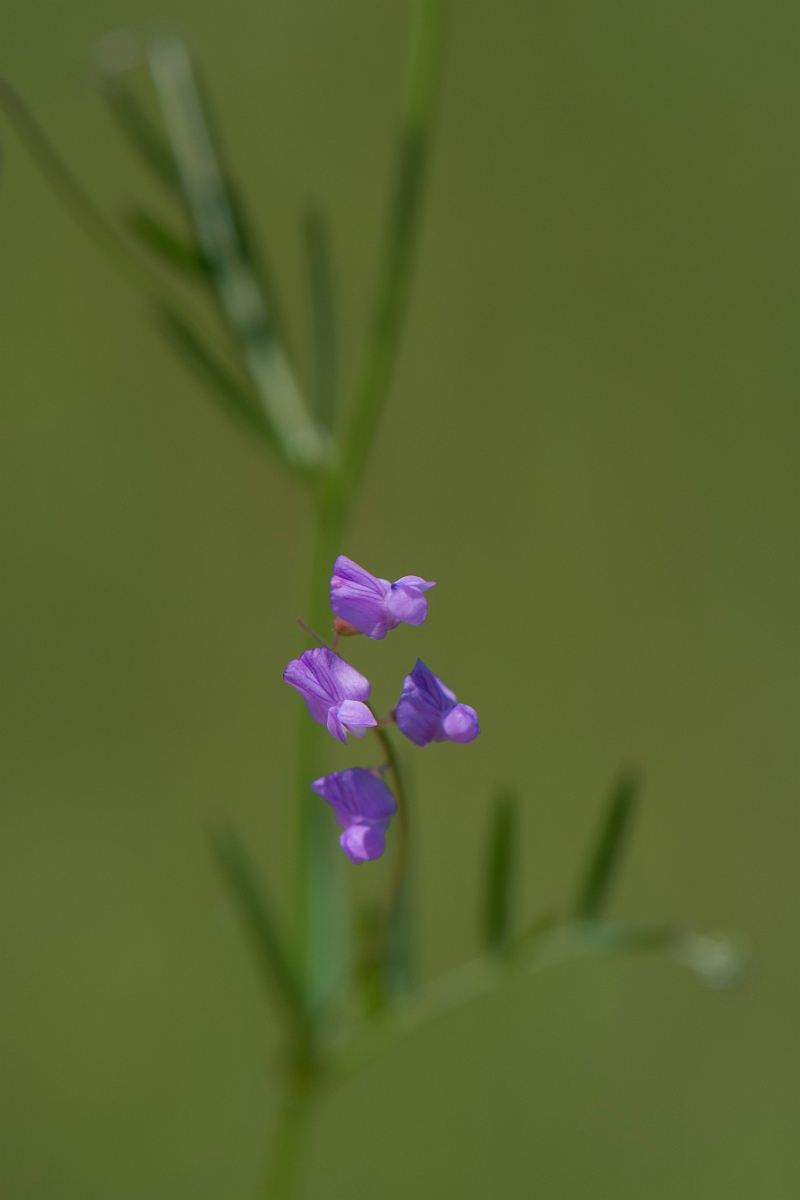 David Plant Photography - Wildlife Photography - Slender tare - D.JPG - Slender tare - Somerset