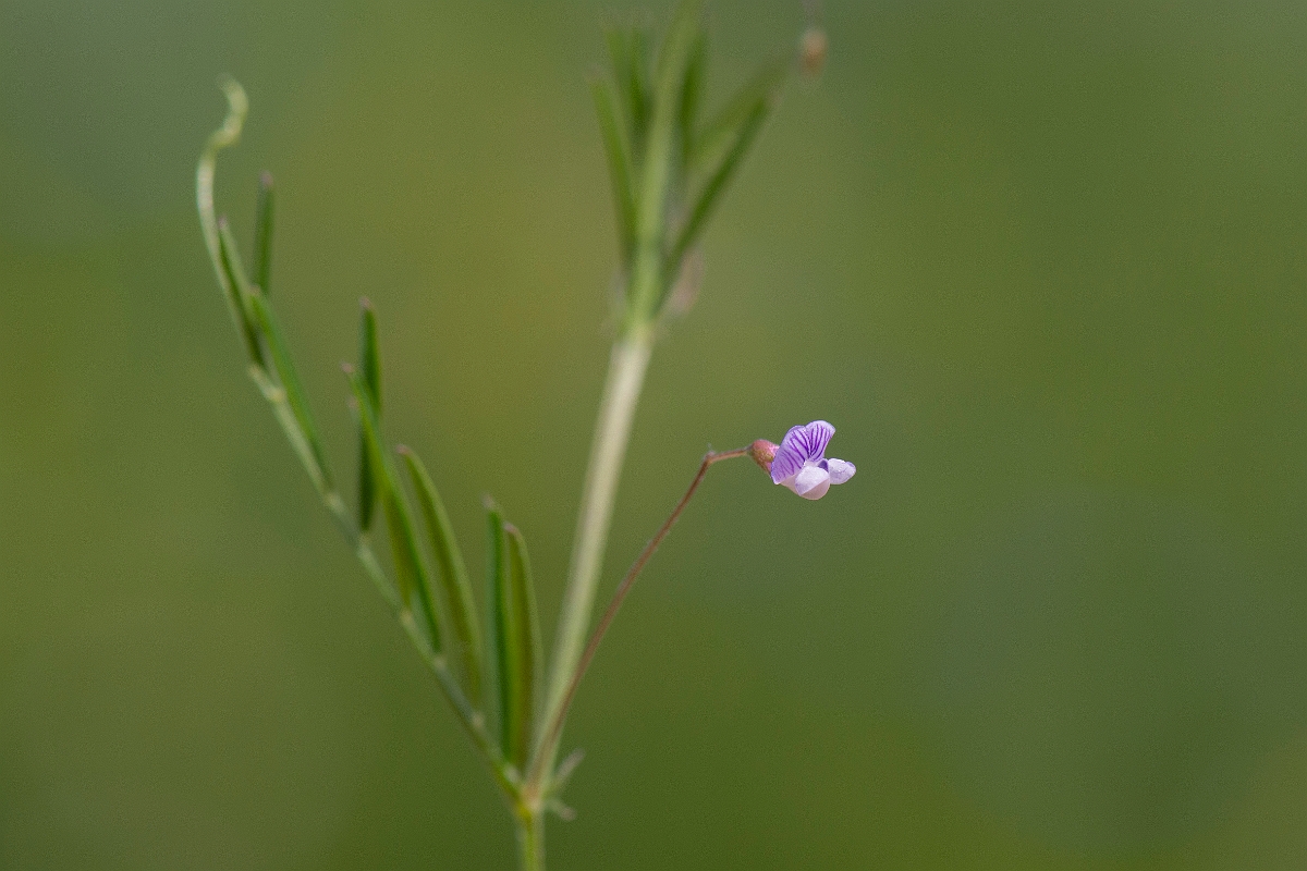 David Plant Photography - Wildlife Photography - Smooth tare - B.JPG - Smooth tare - Oxfordshire