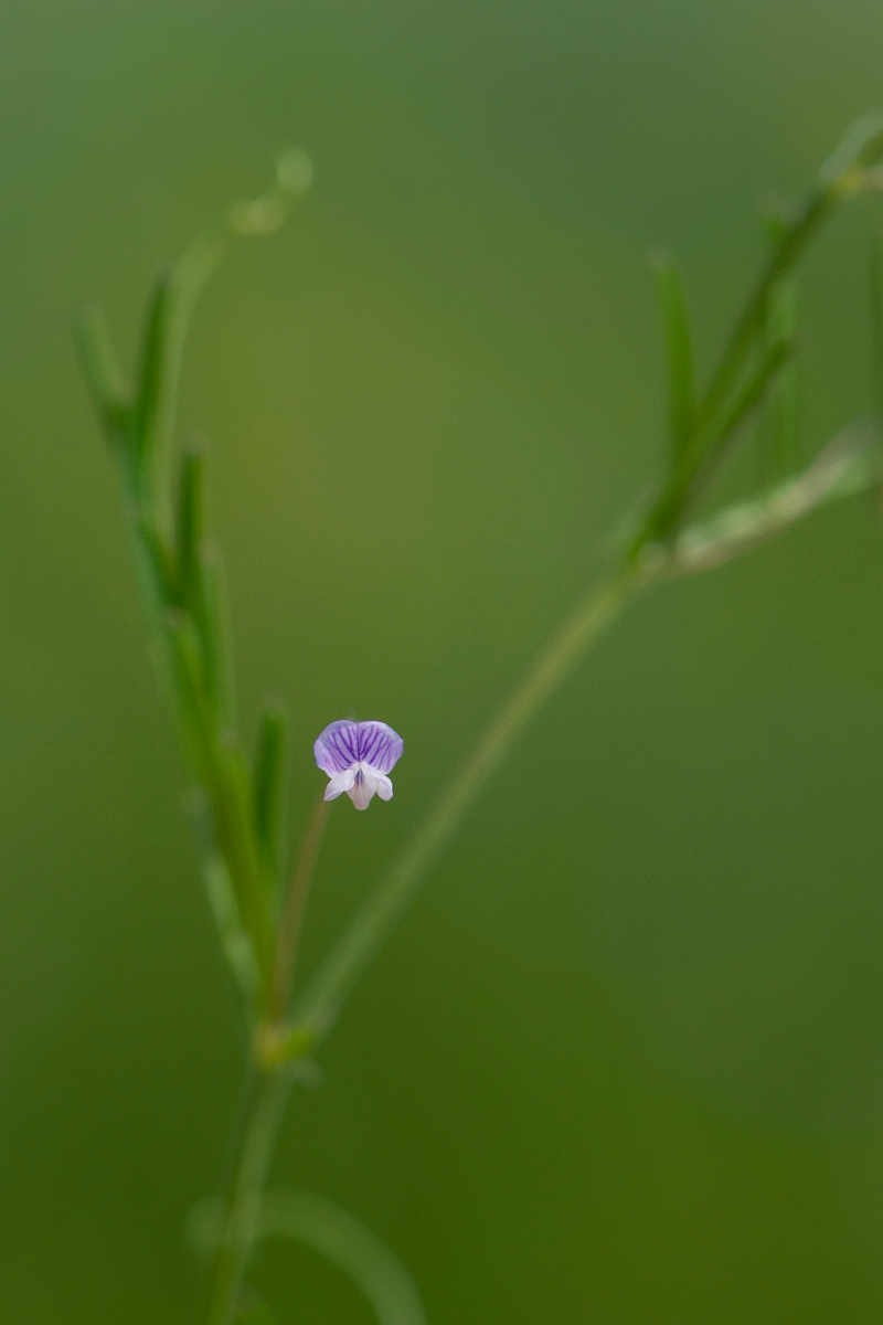 David Plant Photography - Wildlife Photography - Smooth tare - C.JPG - Smooth tare - Oxfordshire