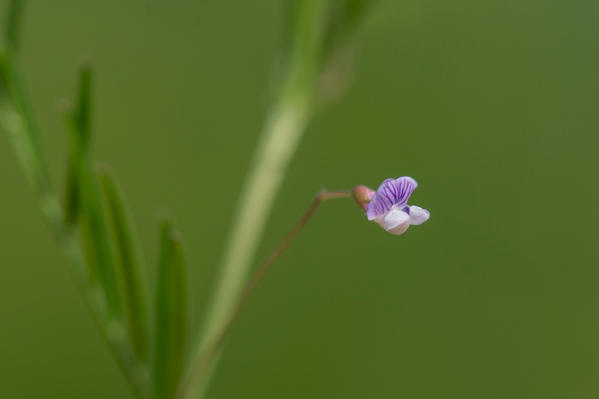 David Plant Photography - Wildlife Photography - Smooth tare - D.JPG - Smooth tare - Oxfordshire