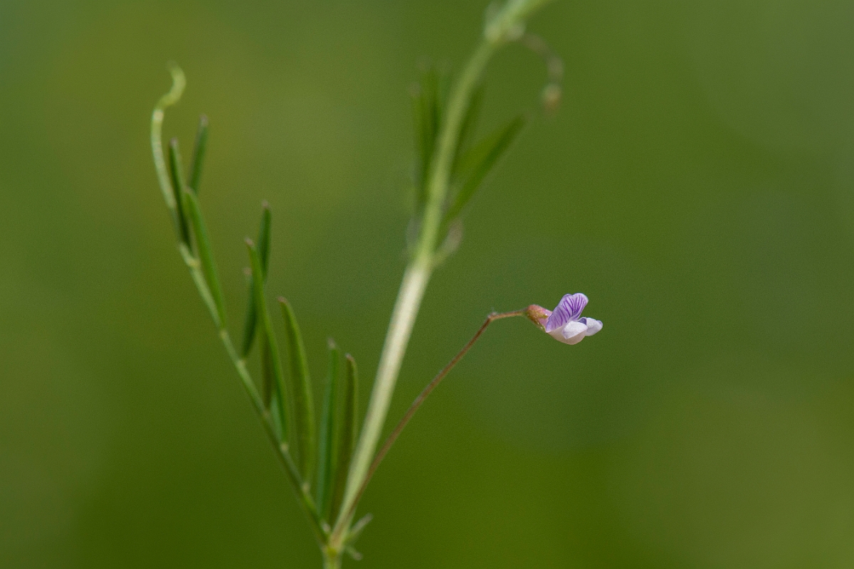 David Plant Photography - Wildlife Photography - Smooth tare - E.JPG - Smooth tare - Oxfordshire