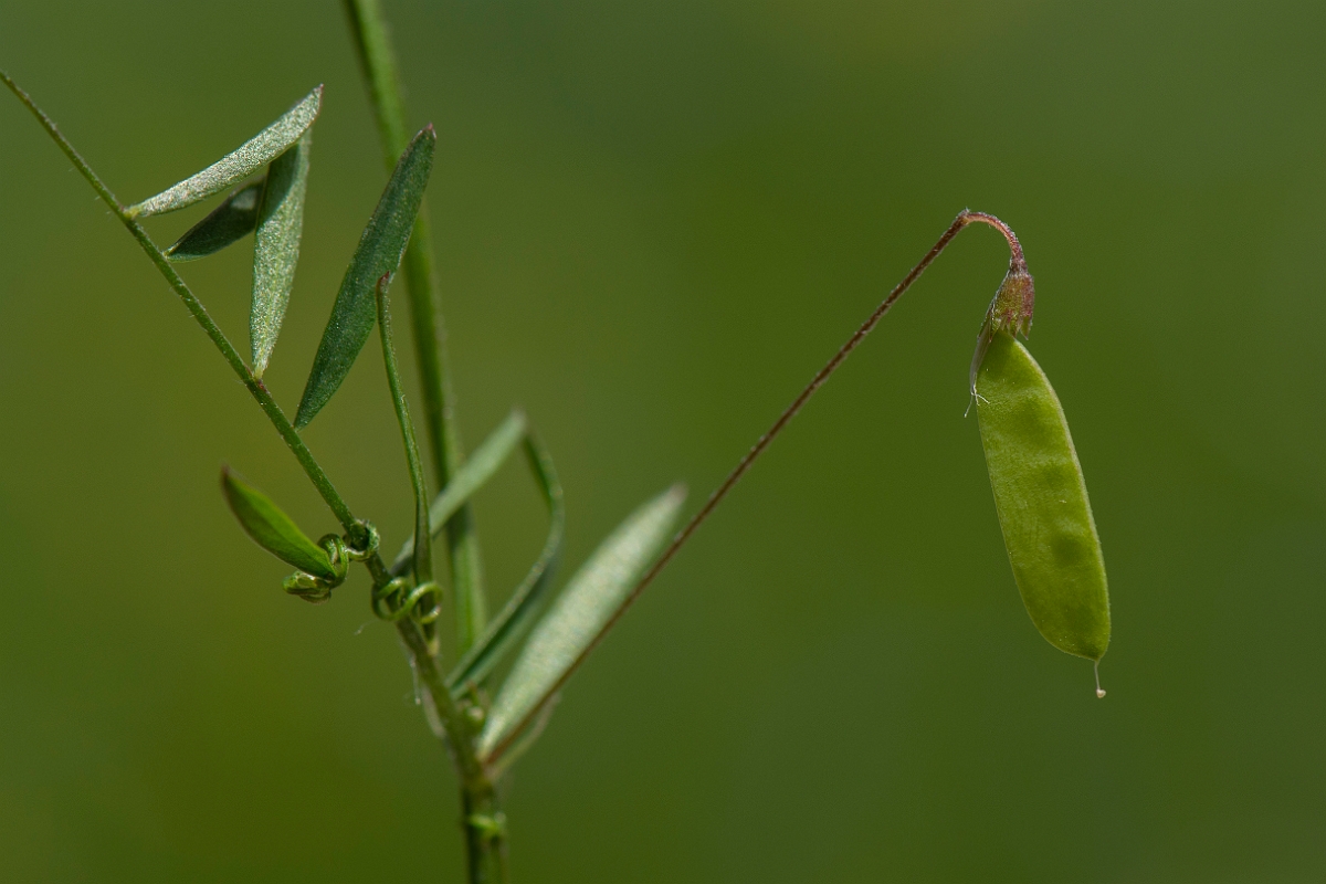 David Plant Photography - Wildlife Photography - Smooth tare - F.JPG - Smooth tare - Oxfordshire