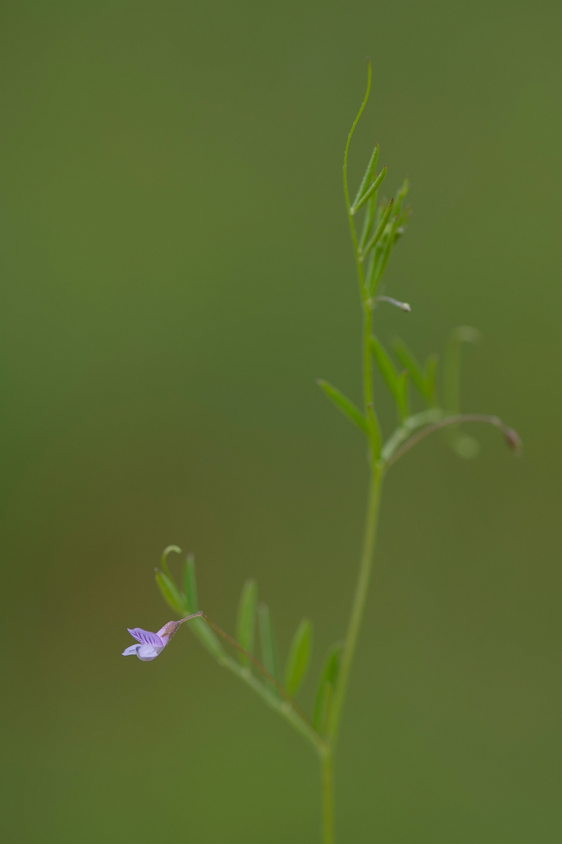 David Plant Photography - Wildlife Photography - Smooth tare - G.JPG - Smooth tare - Bedfordshire