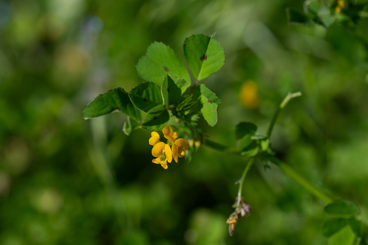 David Plant Photography - Wildlife Photography - Spotted medick - D.jpg - Spotted medick - Cambridgeshire