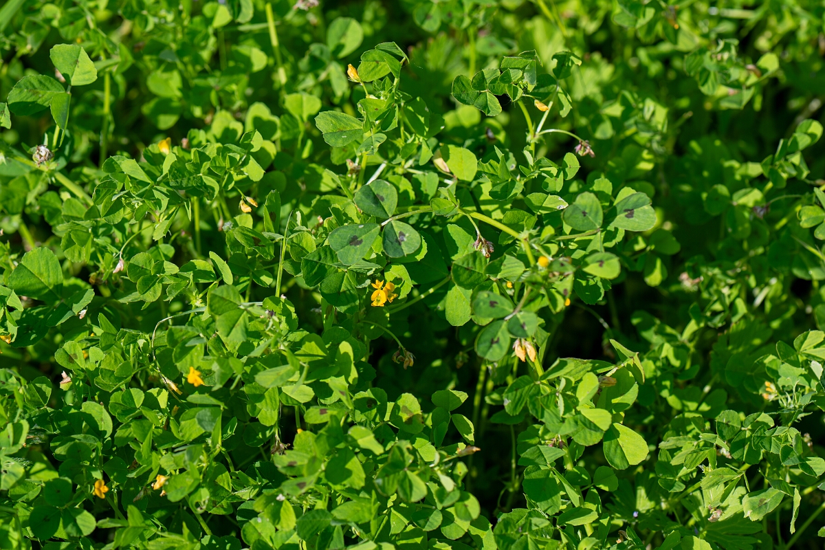 David Plant Photography - Wildlife Photography - Spotted medick - E.jpg - Spotted medick - Cambridgeshire