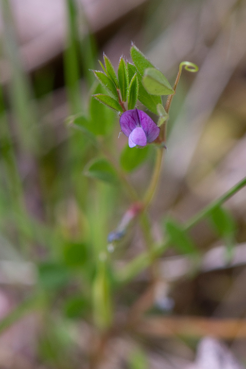 David Plant Photography - Wildlife Photography - Spring vetch - A.JPG - Spring vetch - Norfolk