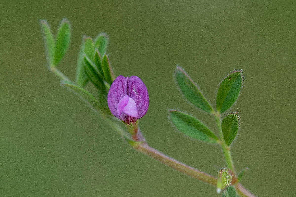 David Plant Photography - Wildlife Photography - Spring vetch - C.JPG - Spring vetch - Suffolk