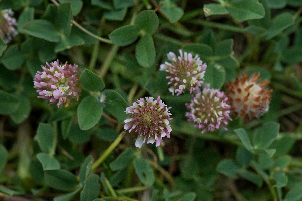 David Plant Photography - Wildlife Photography - Strawberry clover - A.JPG - Strawberry clover - Lincolnshire