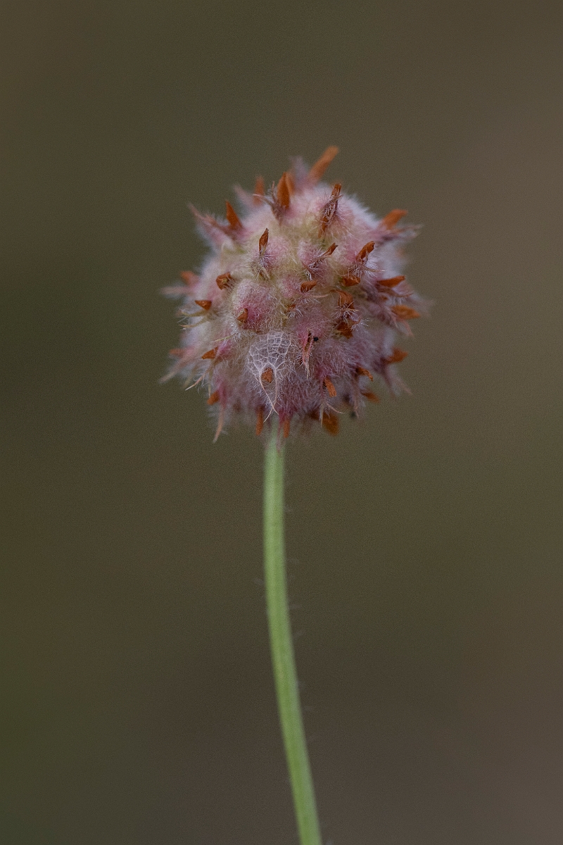 David Plant Photography - Wildlife Photography - Strawberry clover - B.JPG - Strawberry clover - Lincolnshire