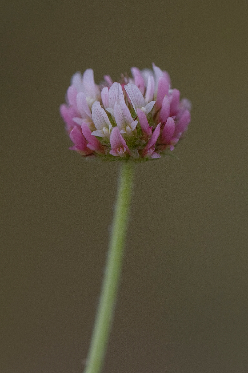 David Plant Photography - Wildlife Photography - Strawberry clover - D.JPG - Strawberry clover - Lincolnshire