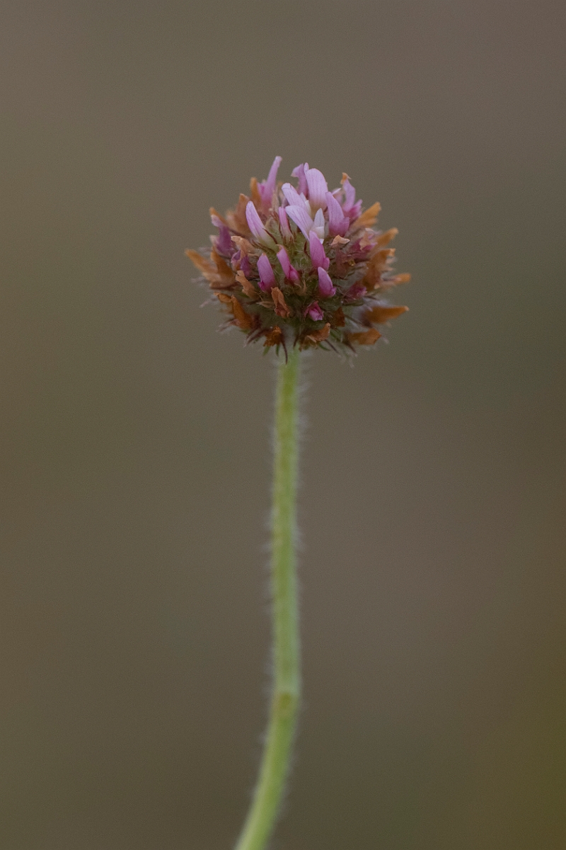 David Plant Photography - Wildlife Photography - Strawberry clover - F.JPG - Strawberry clover - Lincolnshire