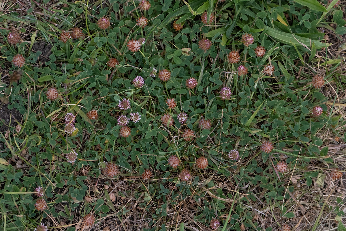 David Plant Photography - Wildlife Photography - Strawberry clover - H.JPG - Strawberry clover - Lincolnshire