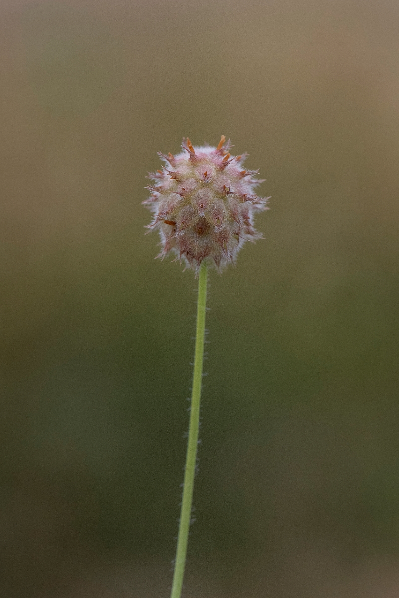 David Plant Photography - Wildlife Photography - Strawberry clover - I.JPG - Strawberry clover - Lincolnshire