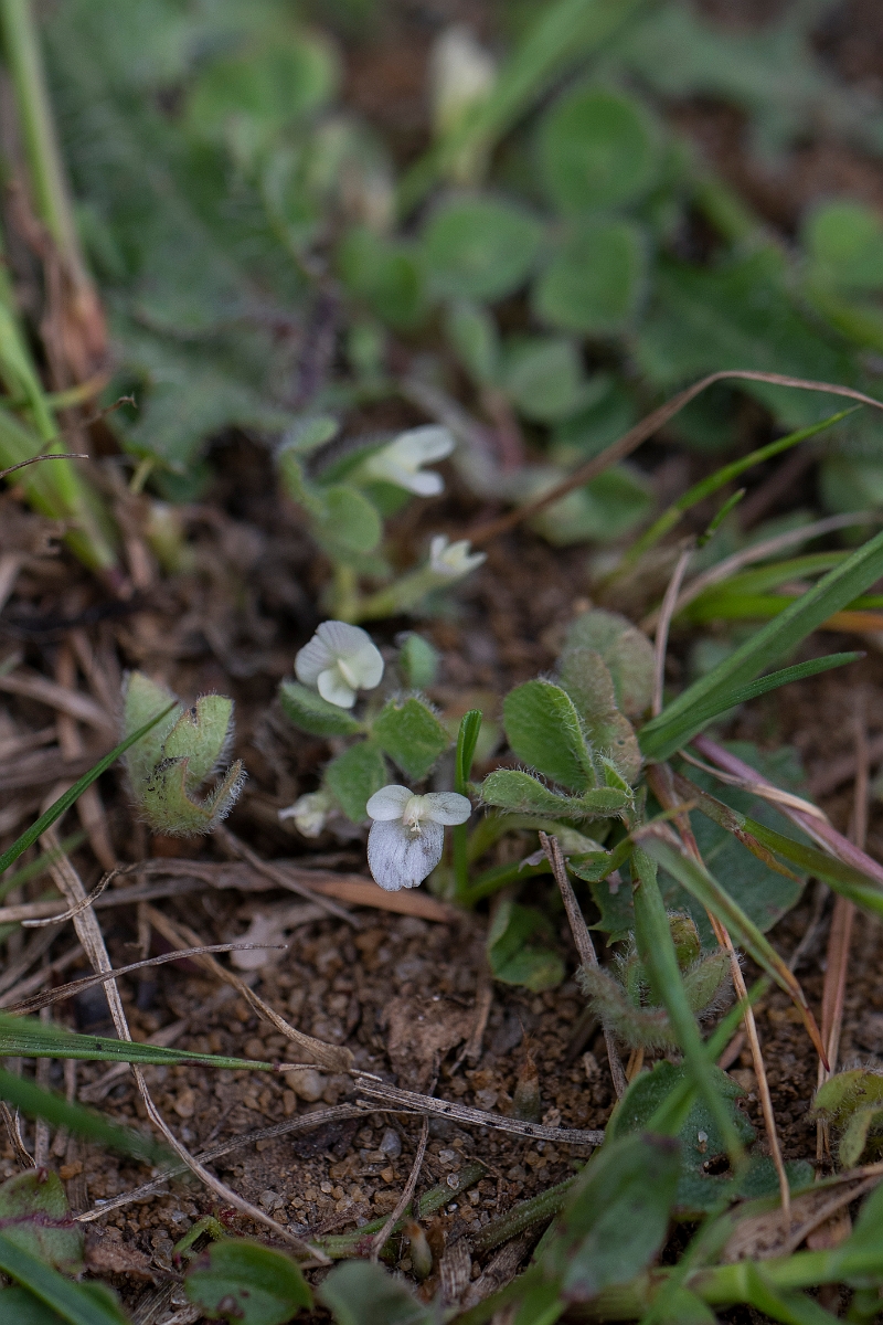 David Plant Photography - Wildlife Photography - Subterranean clover - B.JPG - Subterranean clover - Bedfordshire