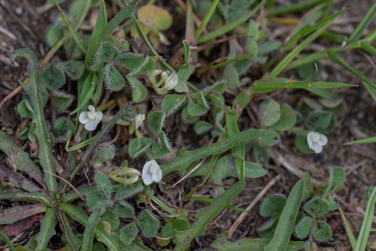 David Plant Photography - Wildlife Photography - Subterranean clover - C.JPG - Subterranean clover - Bedfordshire