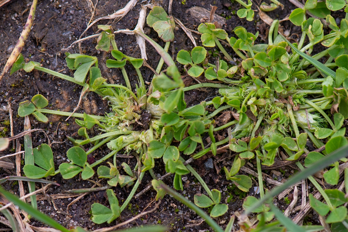 David Plant Photography - Wildlife Photography - Suffocated clover - A.JPG - Suffocated clover - Suffolk