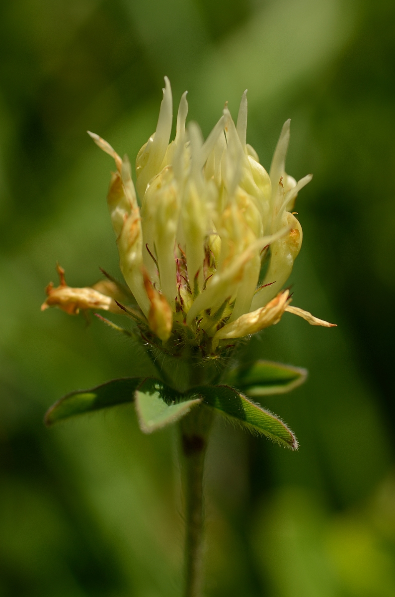 David Plant Photography - Wildlife Photography - Sulphur clover - A.jpg - Sulphur clover flower head - Bedfordshire