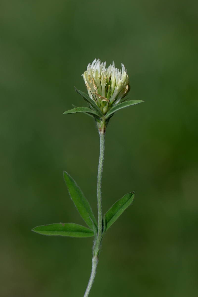 David Plant Photography - Wildlife Photography - Sulphur clover - E.jpg - Sulphur clover - Norfolk