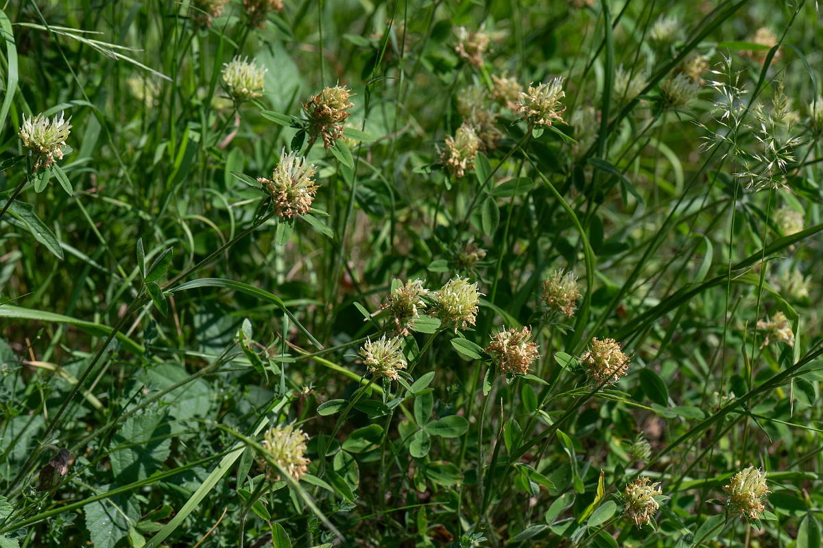 David Plant Photography - Wildlife Photography - Sulphur clover - G.jpg - Sulphur clover - Norfolk