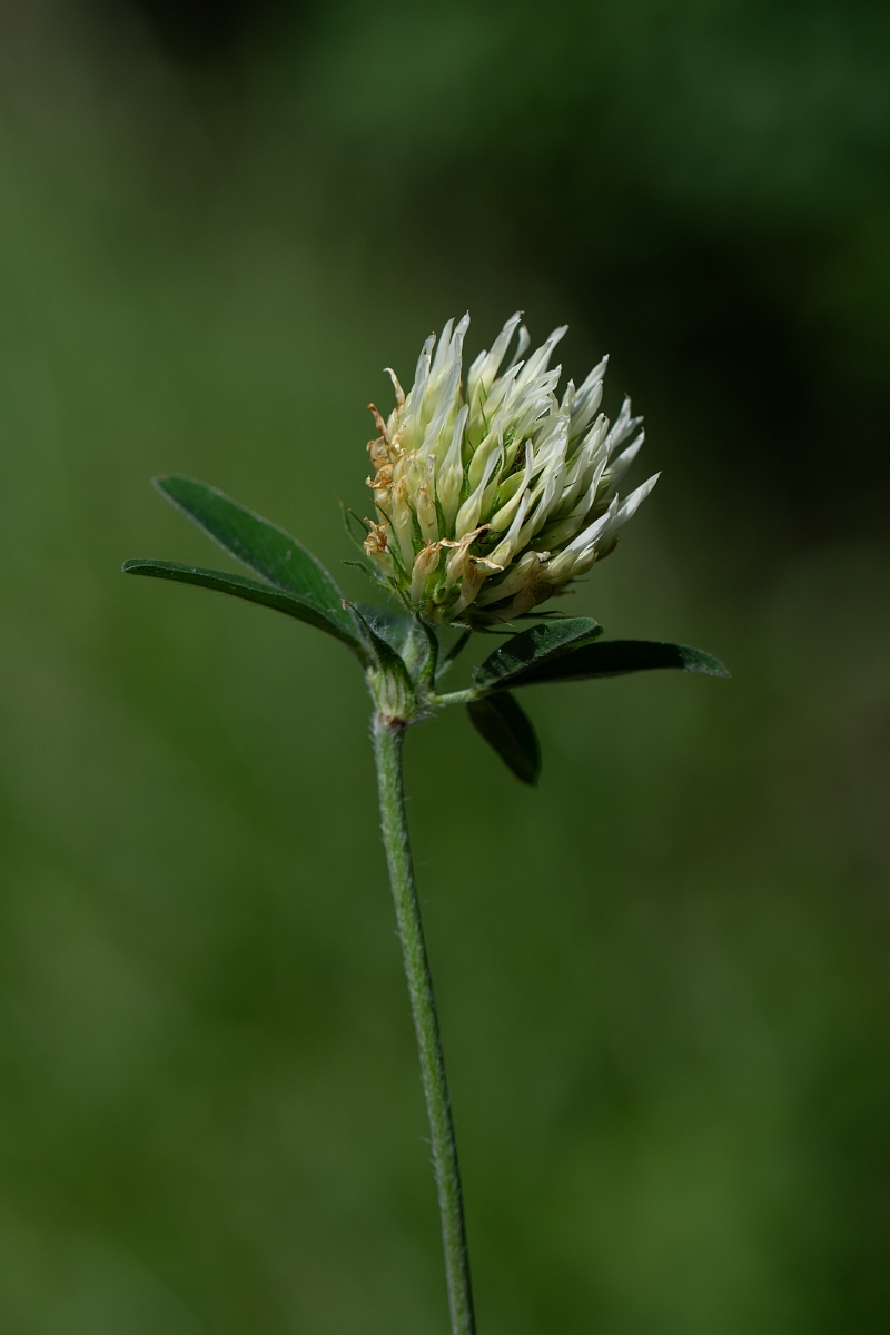 David Plant Photography - Wildlife Photography - Sulphur clover - H.jpg - Sulphur clover - Norfolk