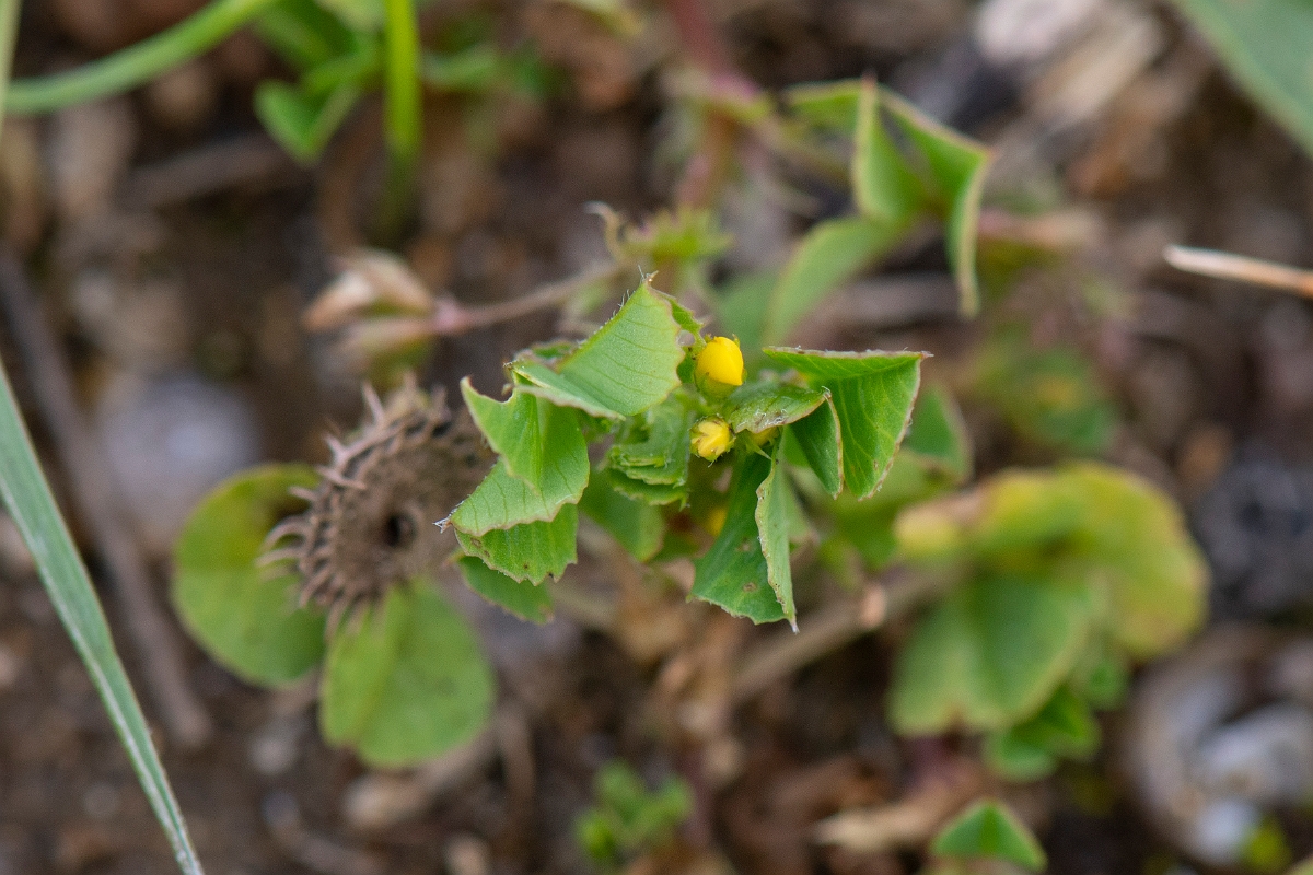 David Plant Photography - Wildlife Photography - Toothed medick - B.JPG - Toothed medick - Suffolk