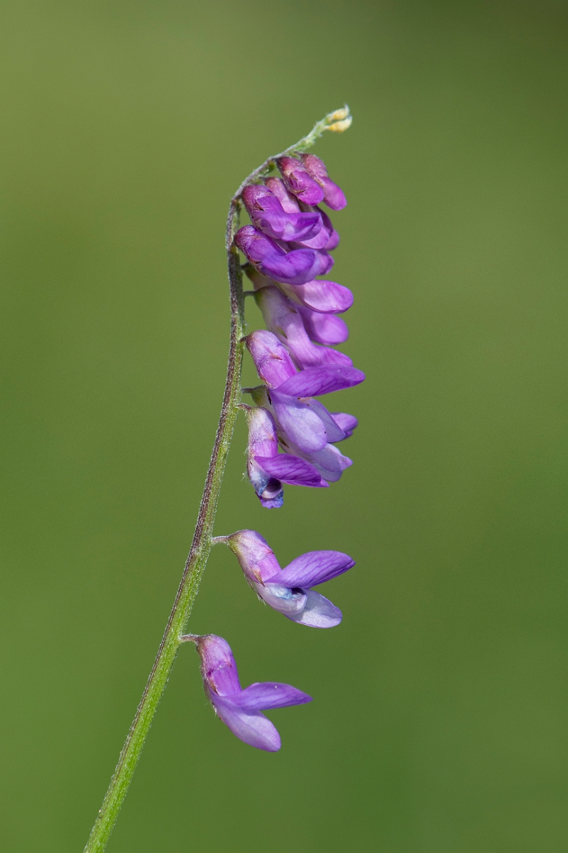 David Plant Photography - Wildlife Photography - Tufted vetch - A.JPG - Tufted vetch flowers - Bedfordshire