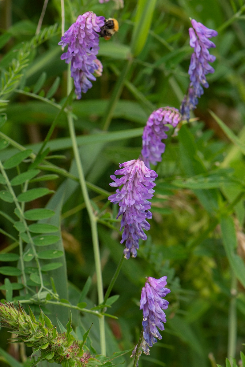 David Plant Photography - Wildlife Photography - Tufted vetch - B.JPG - Tufted vetch - Cambridgeshire