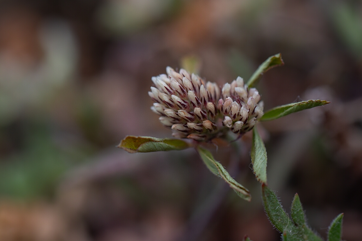 David Plant Photography - Wildlife Photography - Twin-flowered clover - B.jpg - Twin-flowered clover - Cornwall