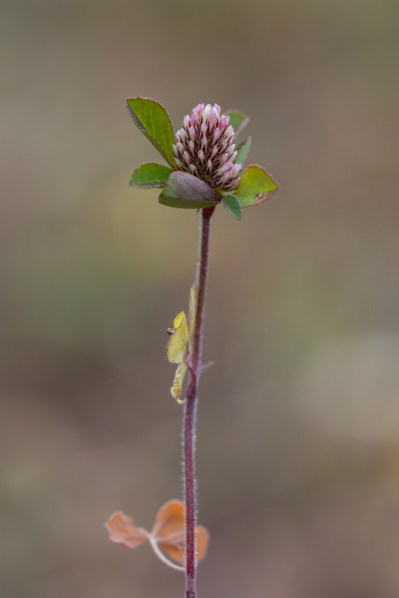 David Plant Photography - Wildlife Photography - Twin-flowered clover - D.jpg - Twin-flowered clover - Cornwall
