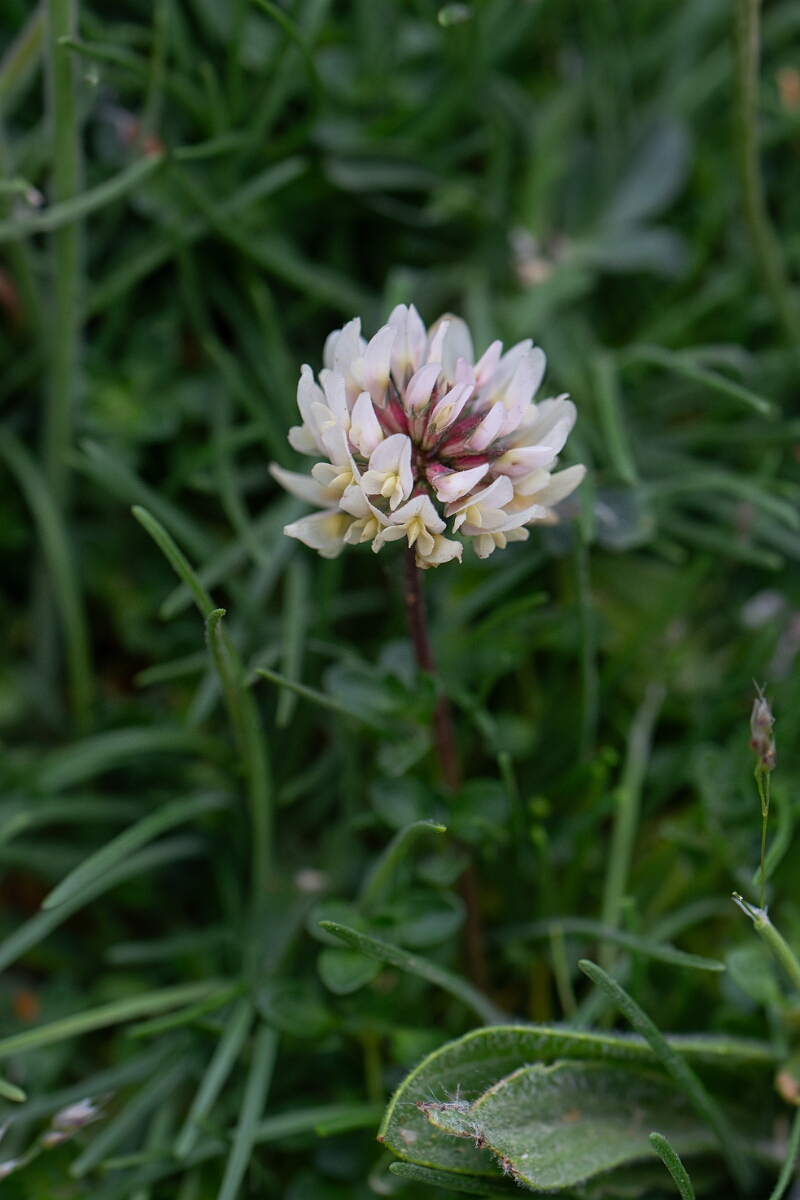 David Plant Photography - Wildlife Photography - Western clover - B.jpg - Western clover - Cornwall