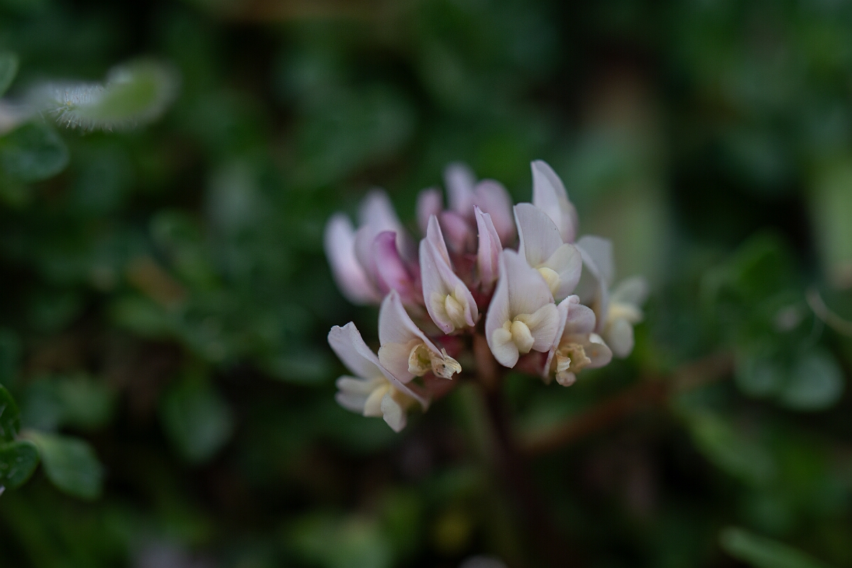 David Plant Photography - Wildlife Photography - Western clover - C.jpg - Western clover - Cornwall