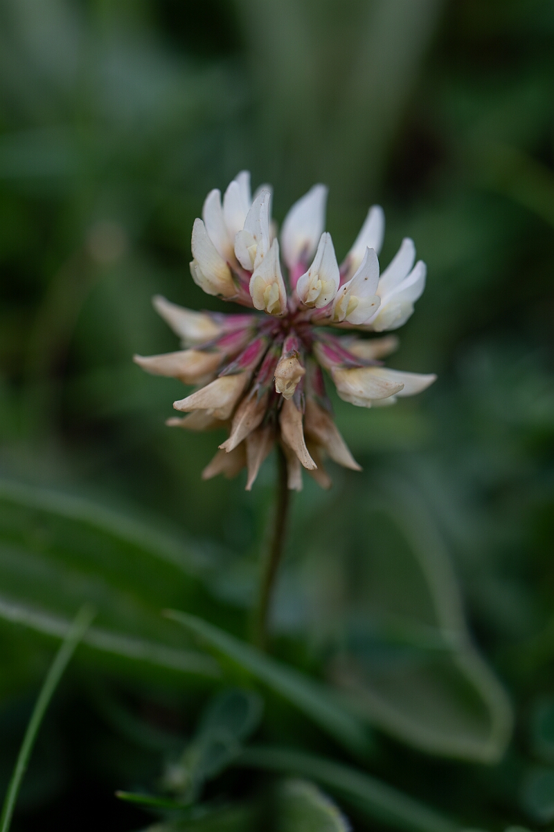 David Plant Photography - Wildlife Photography - Western clover - E.jpg - Western clover - Cornwall