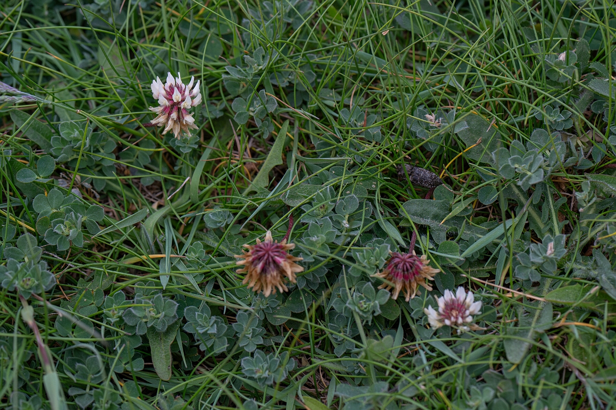 David Plant Photography - Wildlife Photography - Western clover - F.jpg - Western clover - Cornwall