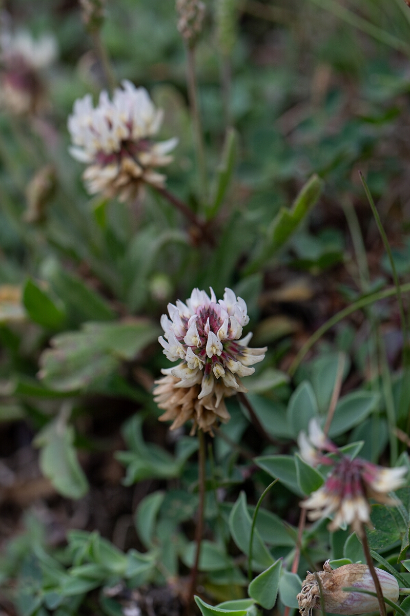 David Plant Photography - Wildlife Photography - Western clover - H.jpg - Western clover - Cornwall