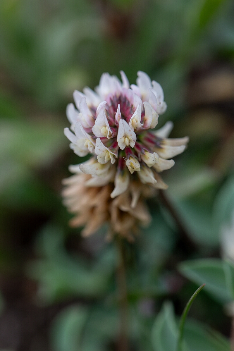 David Plant Photography - Wildlife Photography - Western clover - I.jpg - Western clover - Cornwall