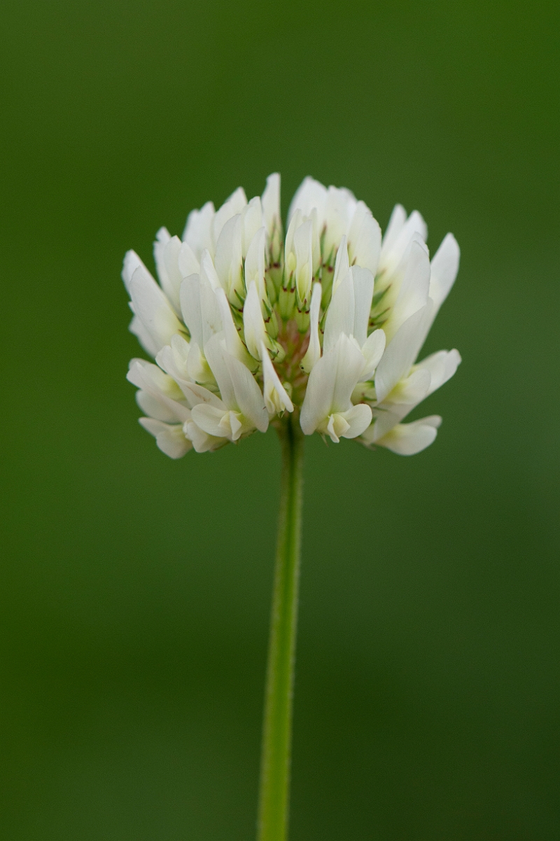 David Plant Photography - Wildlife Photography - White clover - B.JPG - White clover flowers - Cambridgeshire
