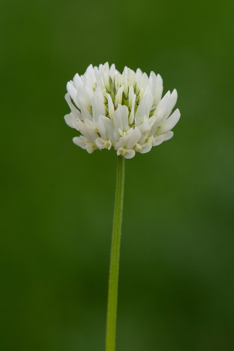 David Plant Photography - Wildlife Photography - White clover - C.JPG - White clover flowers - Cambridgeshire