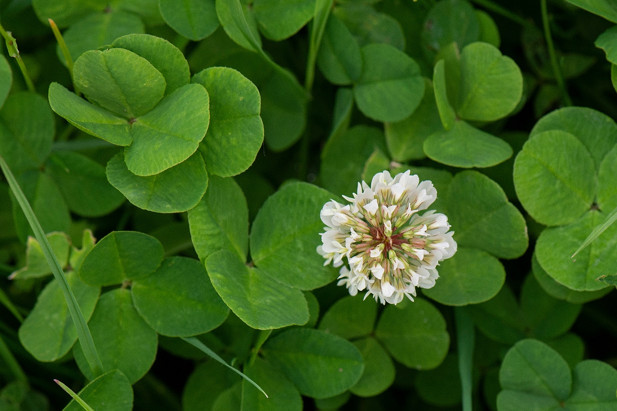 David Plant Photography - Wildlife Photography - White clover - D.JPG - White clover plant - Cambridgeshire