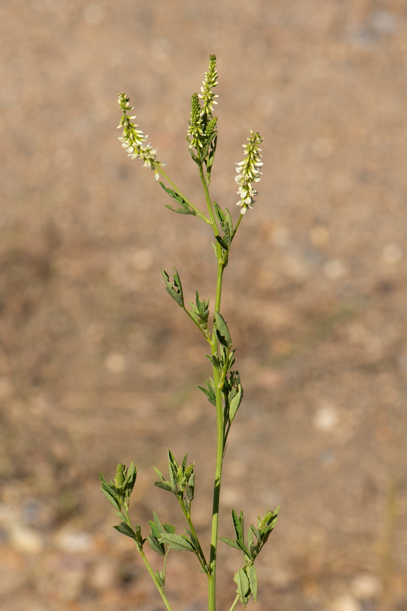 David Plant Photography - Wildlife Photography - White melilot - A.jpg - White melilot - Kent