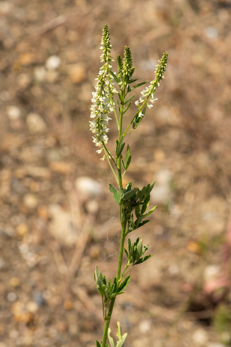 David Plant Photography - Wildlife Photography - White melilot - B.jpg - White melilot - Kent