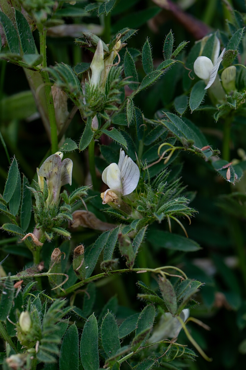 David Plant Photography - Wildlife Photography - Yellow vetch - A.jpg - Yellow vetch - Cornwall