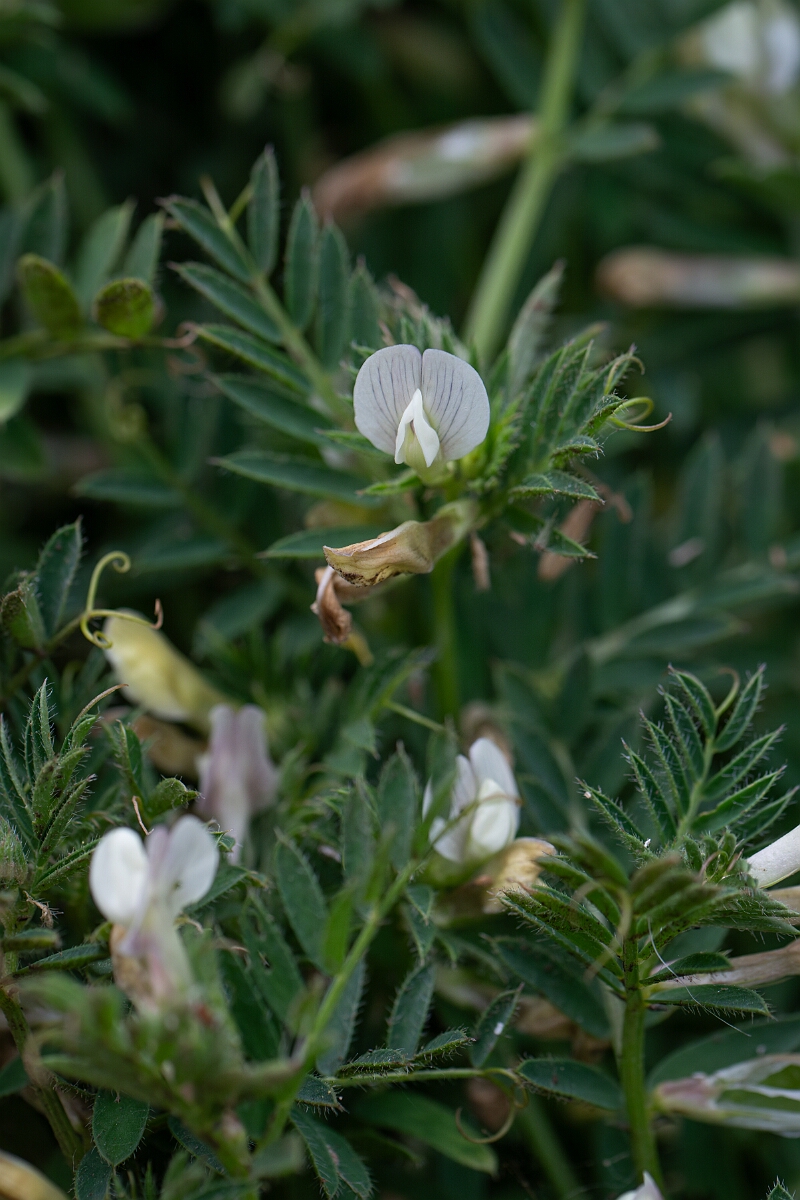David Plant Photography - Wildlife Photography - Yellow vetch - B.jpg - Yellow vetch - Cornwall