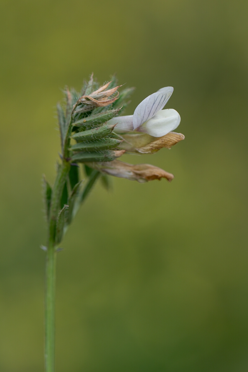 David Plant Photography - Wildlife Photography - Yellow vetch - D.jpg - Yellow vetch - Cornwall