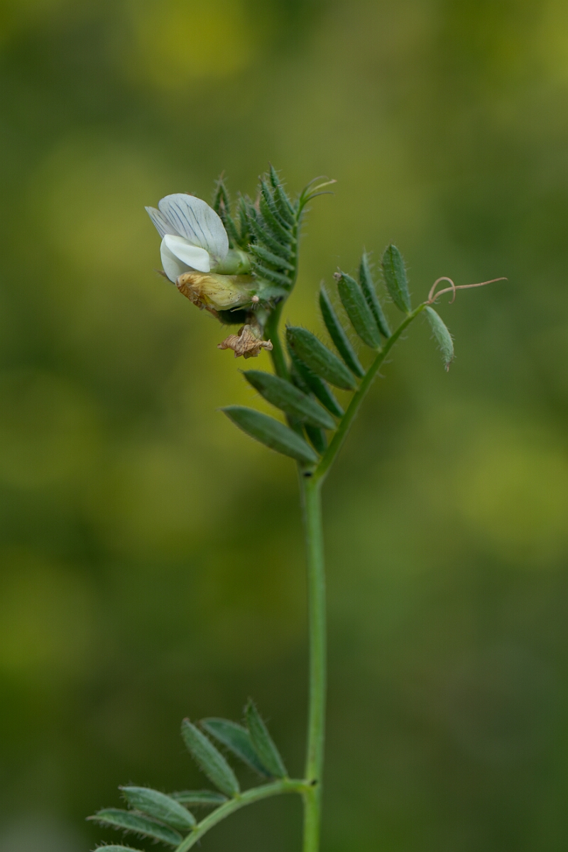 David Plant Photography - Wildlife Photography - Yellow vetch - E.jpg - Yellow vetch - Cornwall