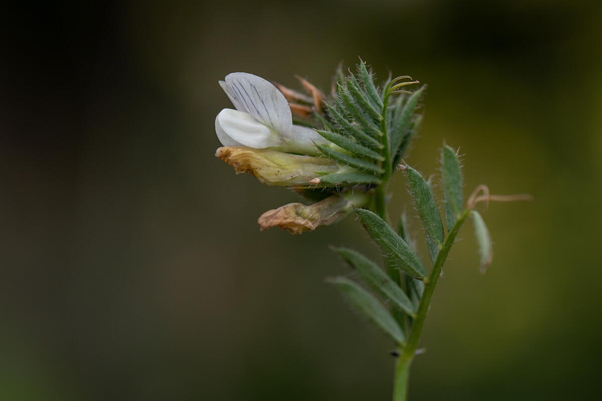 David Plant Photography - Wildlife Photography - Yellow vetch - F.jpg - Yellow vetch - Cornwall
